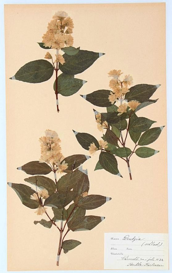 Vintage 1930's Swedish Herbarium DEUTZIA - 1932