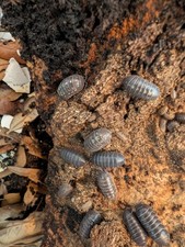 20 Armadillidium Vulgare Isopods   Wild Type   Free Shipping --Feeders