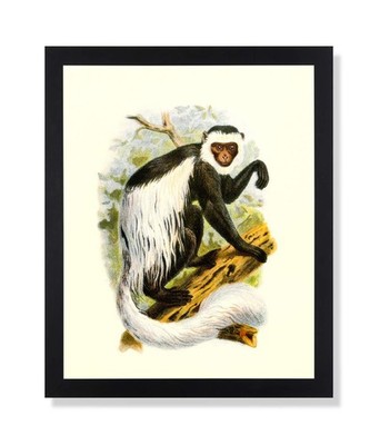 Tropical White Tree Monkey Animal Wildlife Picture Black Framed Art Print
