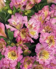 Alstroemeria Flower Hybrid Quality Bulbs Home Gardening Pack of 3 pink