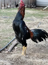 Thai Chicken Hatching eggs