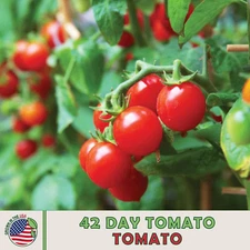 42 Days Tomato, World's Earliest Ripening Tomato! Heirloom, 40 seeds,Genuine USA