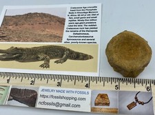Dinosaur Age Crocodile Neck Vertebra Kem Kem Beds Fossil Complete SV31