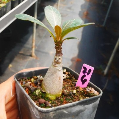 1Pieces 2-2.5cm Seedgrowth Seedling Adenium Socotranum Garden Rare Caudex Plant