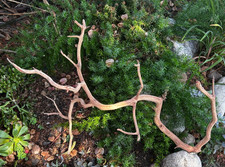 Manzanita Driftwood 28" Aquarium Aquaspace Reptile Home Decor