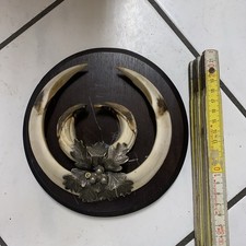 Große Kapitale Keilerwaffen Jagdtrophäe Wildschwein Hauer Zähne Wildsch