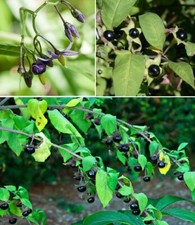 Deadly Nightshade (Atropa belladonna) | 25+ seeds | Magical |