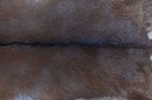 GOAT Western taxidermy Hide Rug Natural Pattern Fur Goat Hide Rode SA-3910 — photo 3