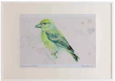 A2 Common Crossbill weiblich Aquarell limitierte Auflage Bild gerahmt