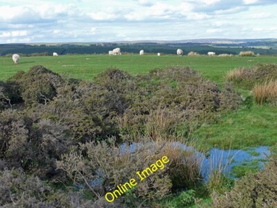 Photo 6x4 Sheep on Gelligaer Common Deri/SO1201 The top of a forestry ar c2012