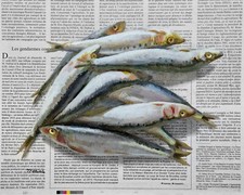 Sardinen Bild Gemälde auf Zeitung Original Fisch Meer Ölgemälde Ölbild