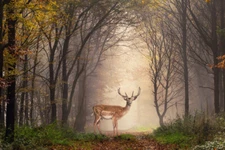 Beautiful Fallow Deer Foggy Morning Forest Photo Poster 18x12