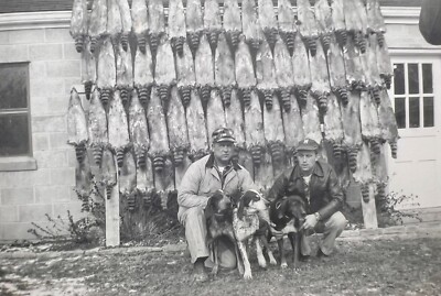 ORIGINAL 1955 PHOTO MEN WITH HUNTING DOGS RACCOONS PELTS HANGING 5 X 3.5  b
