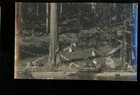 REAL PHOTO-AI search says , California-Big Basin Redwood Park-no info on card