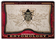 2022 Goodwin Champions Western Hercules Beetle Entomology Relics #ENT-9