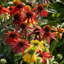 Echinacea Cheyenne Spirit Coneflower – 2–3L Pot - Hardy Perennial!