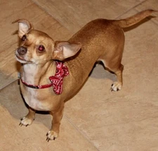 Premium Fashion Dog Cat Bandana Collar Bow Adjustable Training Exercise Collars