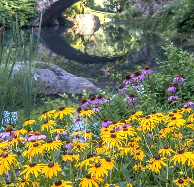 Perennial Flower Self Seeds Black Eyed Susan Live Plant Rudbeckia Hirta 🦋 Plug - Image 3 of 4