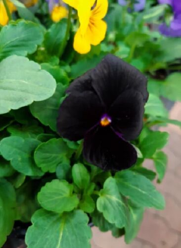Pansy Giant Black Viola Pansy 30 Seeds - Picture 1 of 1