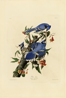No.102 Blue Jay Audubon Print Repro Havell Edition Double Elephant Folio