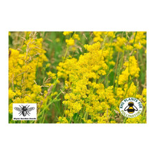 LADIES BEDSTRAW WILD YELLOW BRITISH FLOWER SEEDS GALIUM VERUM SLYNE