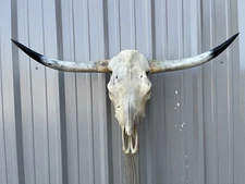 STEER SKULL 3 Feet 6 Inch WIDE Horns BULL HORN MOUNTED COW HEAD