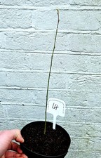 Willow Tree Sapling 2 Year Old, UK Hardy, Seed Grown
