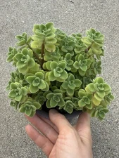 Plectranthus Tomentosa - Vicks Plant  2” cutting-unique scent herb