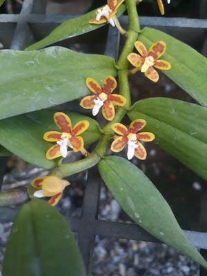 Trichoglottis orchidea miniature Orchid plant species + PHYTO CERTIFICATE
