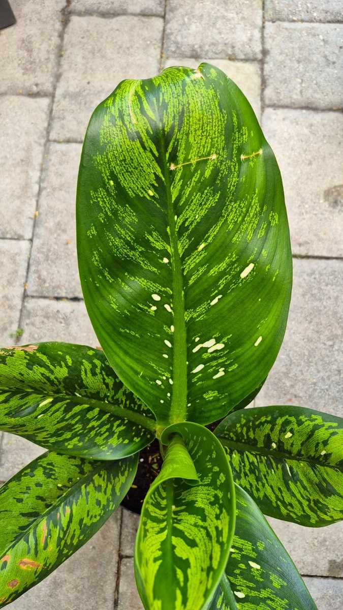 Rare Dieffenbachia Baby Crocodile Tall Not Monstera Anthurium | eBay