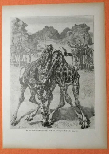 Kunstdrucke aus Südafrika