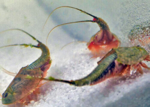 Triops Longicaudatus schwarzes Starterkit Ultra von Triops King - Bild 2 von 27