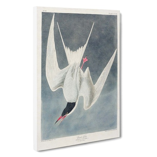 Great Tern Bird Animal Vintage John James Audubon Canvas Wall Art Print Framed - Picture 2 of 7
