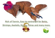 10 Pcs Large Indian Catappa Almond Leaves 5'' For Betta, Shrimp, Axolotls  more