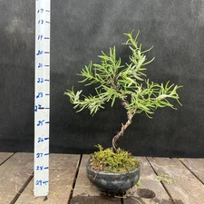 Rosemary Bonsai, Edible Bonsai In Handmade Container12" Tall ￼ wired and styled