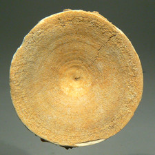 36.6 mm FOSSIL VERTEBRA FROM GIANT SHARK OTODUS OBLIQUUS