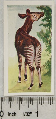 Neilson's Interesting Animals card No. 2 Okapi