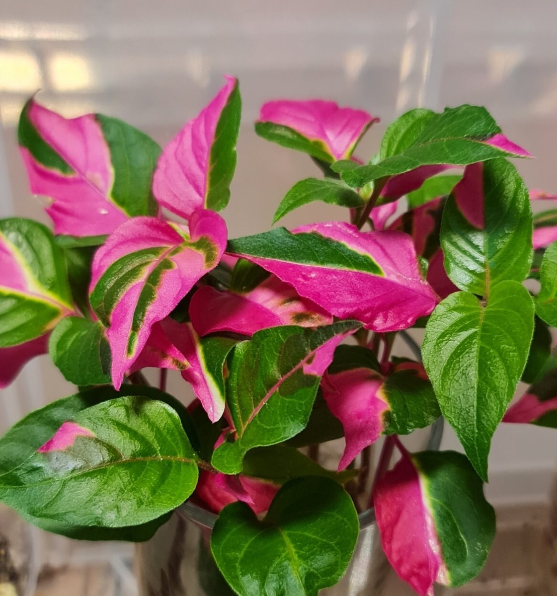 Alternanthera - Party time. (ficoidea) 1 X FRESH Cutting. Fast Growing  Plant.