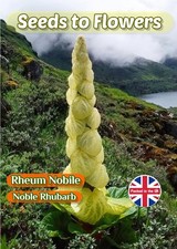 RHEUM NOBILE - NOBLE RHUBARB - HARDY PERENNIAL - 8 SEEDS - GREAT VALUE PACK