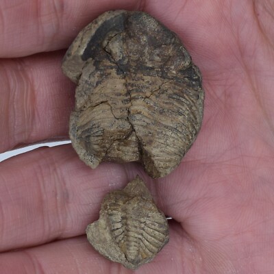 Fossile De Trilobite Eldredgeia Venustus - Dévonien De Bolivie (37mm) - Pièce Unique
