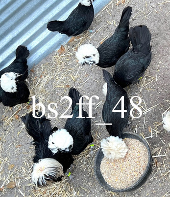 6 White Crested Black Bantam Hatching Eggs (Read Description!!!)