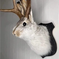 Jackalope Mount, Jackalope Taxidermy, Animal Head Wall Decor, Deer Head Wall Mou