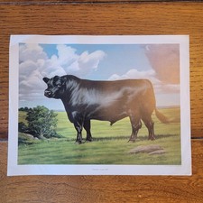 RARE 1971 Aberdeen-Angus Bull Print F.C. Murphy American Angus Vintage Cow
