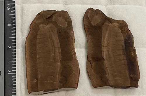 Mazon Creek Fossil Tully Monster Tullimonstrum gregarium Rare Muscle Banding!