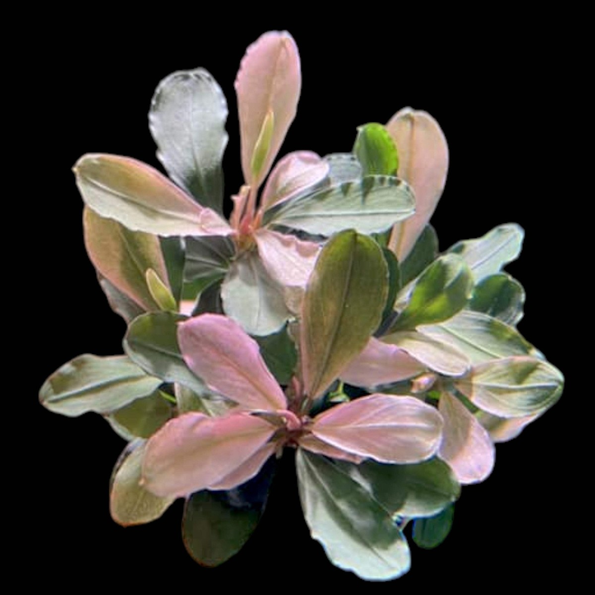 Bucephalandra Pink Malawi | eBay