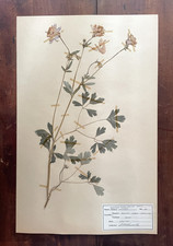 Antique Herbarium Pressed Botanical Specimen 1940s Garden Columbine 17 X 11 Antique Herbarium Pressed Botanical Specimen 1940s Garden Columbine 17 X 11