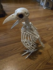 Raven Bird Bone Skeleton Halloween Prop Decor 8 Scary Crazy Bonez