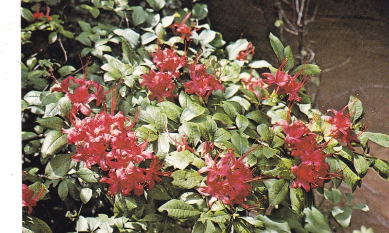 Plumieaf Azalea, Providence Canyon State Park, Lumpkin, Georgia
