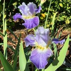 Tall Bearded Iris Rhizome "II STUTTER"  Douglass Kanarowski  2012  LAST ONE! — photo 4