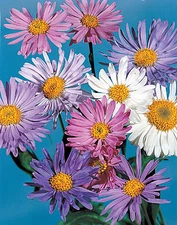 Aster  alpinus Benary's Trimix     500 seeds